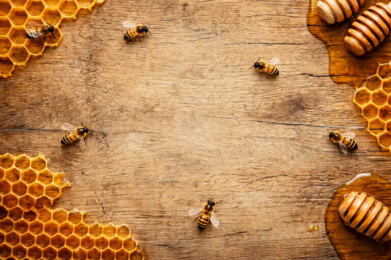 Prodaja domaćeg meda - bagrem, livada, šuma, lipa, repica i propolis